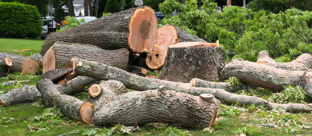 Best Tree Risk Assessment  in White Hall, AR